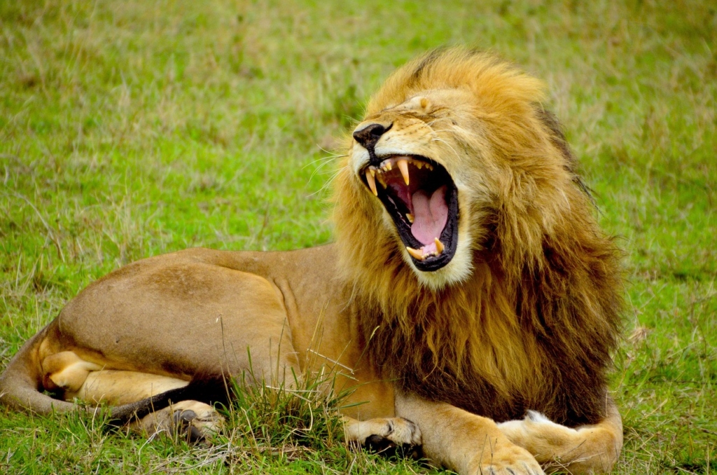 口を大きく開けたライオン。オープンのイメージ。