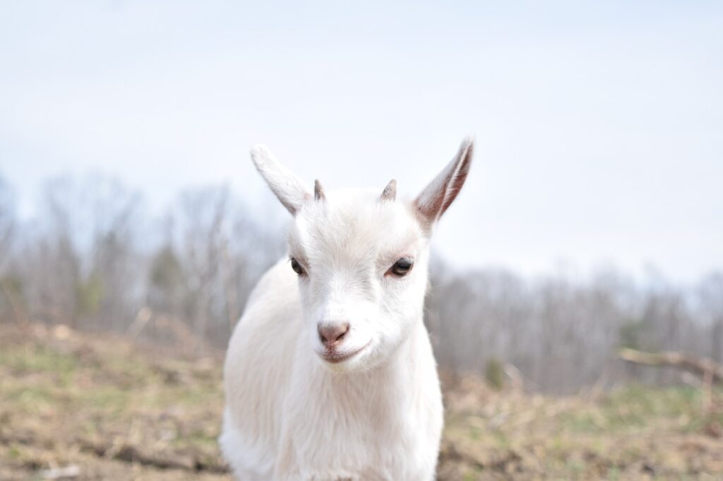 大谷翔平、goatの意味とは