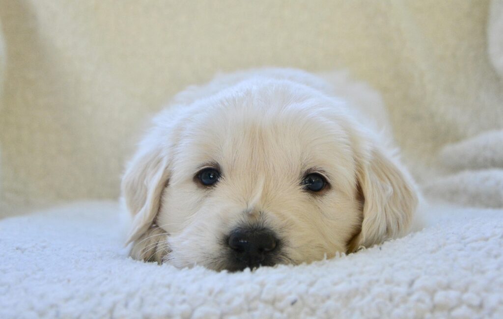 puppyイメージ図